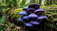 Purple mushrooms growing on moss-covered log in lush forest with ferns. Natural fungi cluster in woodland habitat for nature and botanical content.