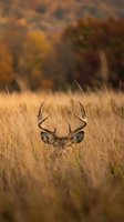 White-tailed deer buck with antlers hiding in tall golden grass during autumn season with blurred colorful foliage background for wildlife photography.