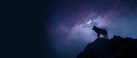 Wolf silhouette howling on mountain peak under crescent moon with dramatic purple night sky clouds creating mystical wilderness atmosphere.