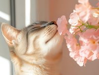 Cream colored cat sniffing delicate pink carnation flowers in soft window light, creating tender spring moment with natural sunbeams and gentle shadows.