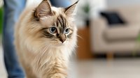 Elegant Ragdoll cat with cream colored fur and striking blue eyes gazing intently in cozy home setting, soft bokeh background creates dreamy atmosphere.