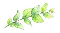 Watercolor illustration of green leafy branch with delicate foliage isolated on white background, suitable for botanical designs, nature graphics, and decorative artwork projects.
