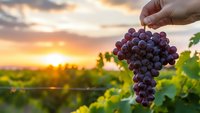 Hand holding fresh purple grapes in vineyard at golden sunset. Wine harvest season concept for agriculture, farming and food production industry.