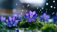 Purple crocus flowers blooming in moss with water droplets and bokeh lights creating magical spring garden atmosphere for nature photography.