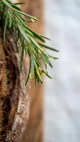 Fresh rosemary herb branch with water droplets on rustic wooden surface, aromatic culinary ingredient for cooking and natural wellness applications.