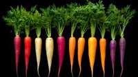 Fresh colorful rainbow carrots with green tops arranged in row on black background, organic heirloom vegetables showing natural variety and farm harvest.