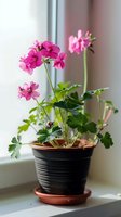 Pink geranium flowers blooming in terracotta pot on windowsill, indoor gardening houseplant with green leaves for home decor and botanical design.