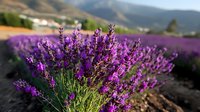 Lavender flowers blooming in agricultural field with mountain landscape background. Purple aromatic herbs growing in rows for essential oil production and farming.