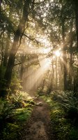 Sunlit forest path with towering trees and golden light rays filtering through dense canopy, creating atmospheric woodland scene for nature and travel projects.