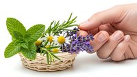Female hands reaching for wicker basket filled with fresh aromatic herbs mint rosemary lavender chamomile flowers isolated on white background for natural wellness.