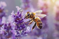 Honey bee collecting nectar from purple lavender flower in summer garden, macro photography with soft bokeh background and warm sunlight.