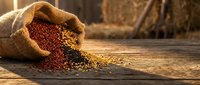 Colorful quinoa grains spilling from burlap sack on rustic wooden table. Healthy superfood ingredients for cooking and nutrition in warm natural lighting.