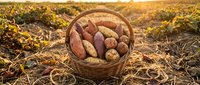 Fresh organic potatoes in wicker basket at sunset harvest time in agricultural field with golden light and autumn foliage for farm to table cooking.