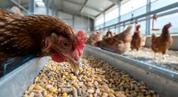 Brown hen eating grain feed in modern poultry farm with chickens in background for agricultural and livestock farming concepts.