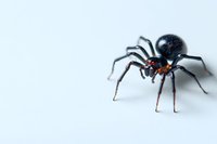 Black widow spider with distinctive red hourglass marking on white background, macro photography showing detailed anatomy and menacing pose.