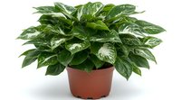 Lush green Aglaonema houseplant with variegated leaves in brown plastic pot isolated on white background, popular indoor foliage for home and office decoration.