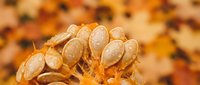Dried seed pods with natural brown textures against warm autumn foliage background, organic botanical elements for seasonal decorating and craft projects.