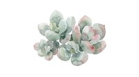 Watercolor succulent plant with soft green and dusty pink tones, isolated on white background, suitable for botanical designs, home decor, and digital projects.
