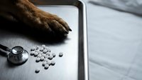 Dog paw next to stethoscope and white pills on metal medical table. Veterinary healthcare concept for pet medicine and treatment.
