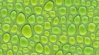 Vibrant lime green water drops or bubbles creating organic cellular pattern on transparent background. Abstract macro photography style composition for fresh designs.