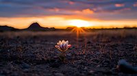 Single white flower blooming in dry desert soil at sunset with dramatic orange sky and mountain silhouette, sunburst behind horizon creates magical nature moment.