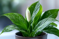 Peace lily plant with white flower spike and glossy green leaves covered in water droplets growing in dark pot, macro nature photography for home decor.