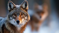 Gray wolf portrait in winter light showing detailed facial features and alert expression against blurred natural background, warm golden hour lighting highlights fur texture.