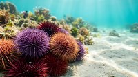 Colorful sea urchins with spiny shells on ocean floor among coral reef formations in tropical underwater marine environment with sandy bottom.
