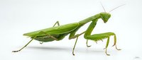 Green praying mantis insect in profile view on white background, showing detailed anatomy and posture for educational and nature content.