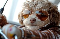 Stylish cockapoo dog wearing aviator sunglasses and leather jacket, relaxing in cool pose against bright window background, capturing modern pet lifestyle.