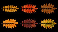 Autumn foliage leaves isolated on transparent background, ready for t-shirt design, clipart, stickers, sublimation and print-on-demand projects.