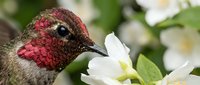 Male Anna's hummingbird with iridescent red throat feeding on white jasmine flowers in spring garden setting for nature and wildlife photography.
