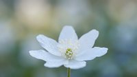 White anemone flower with delicate petals covered in morning dew drops against soft blurred natural background for spring garden and botanical themes.