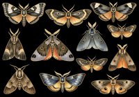 Detailed moth collection with dark wings and orange accents, isolated on transparent background. Ready for stickers, t-shirt design, print on demand, and sublimation crafts.