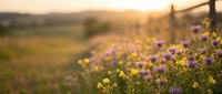 Purple wildflowers blooming in golden sunset light with wooden fence and rolling hills creating peaceful countryside landscape for nature backgrounds.