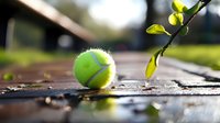 Tennis ball on wet pavement with green branch, creating contrast between sport and nature in outdoor setting after rain.