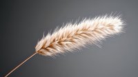 Delicate dried pampas grass plume in soft beige color against dark background, showing natural texture and fluffy detail. Minimalist botanical composition.