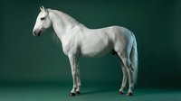 White horse standing in profile against dark green background, elegant equine portrait for equestrian and animal themed designs.