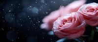 Pink roses with water drops in dark moody atmosphere against black background with bokeh lights and copy space, romantic floral composition.