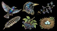 Starling bird clipart set with flying bird, portrait, flock, feather, berries, and nest with eggs, isolated on transparent background, for stickers, T-shirts, print on demand.
