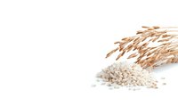 Raw white rice grains scattered near dried rice plant stalks on white background, organic cereal crop harvest concept, isolated food ingredient.