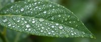Fresh green leaf covered with crystal clear water droplets after morning rain creating natural macro photography composition for wellness concepts.