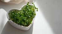 Fresh microgreens growing in heart-shaped white ceramic container on light surface, illuminated by natural sunlight. Perfect for healthy eating concepts.