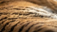 Close-up macro shot of natural animal fur texture with brown and black striped pattern, soft focus background for wildlife and nature projects.