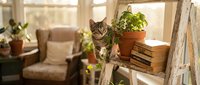 Adorable tabby kitten sitting among potted plants and books on wooden shelf in bright sunlit living room with cozy armchair creating warm domestic atmosphere.