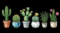 Colorful potted cacti and succulents collection isolated on transparent background, ready for t-shirt designs, clipart, stickers, print-on-demand products, and sublimation projects.
