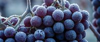 Frost-covered dark berries clustered on branches with crystalline ice coating, suitable for winter, nature, and seasonal marketing materials.