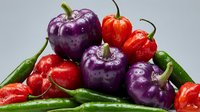Fresh colorful peppers with water drops, mix of purple bell, red habanero and green chili peppers on light background, vibrant vegetable harvest.