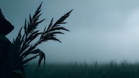 Moody silhouette of wild grass swaying in misty morning light with foggy forest background creating atmospheric nature scene for peaceful meditation designs.