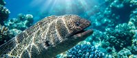 Large spotted moray eel swimming through vibrant coral reef with sunlight filtering through clear blue tropical ocean water creating underwater marine scene.